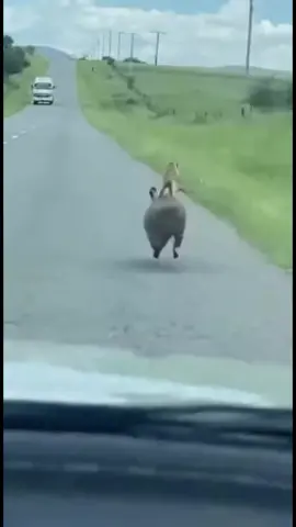 Timon & Pumbaa  ( In Real Life) .. #fyp  #timonypumba #wildlife 