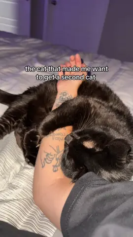 he used to be so tiny and sweet🙄 #fyp #catsoftiktok #orangecat 