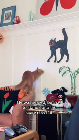 His puffed tail is everything to me 😭😭😭 #halloween #scardycat #halloweencat #funnycat #orangecatbehavior 