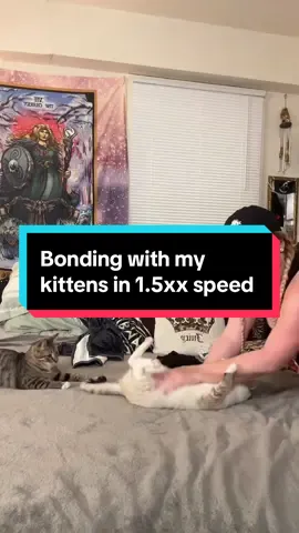 Bonding with my kittens on the daily is very important for all of us not just me #kitten #bonding #familyplay 