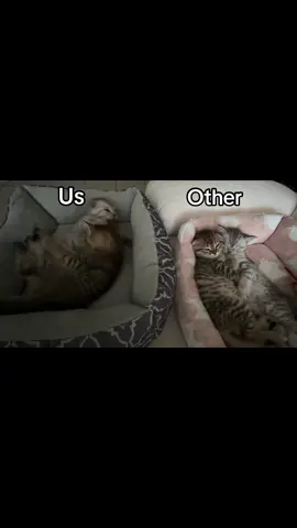 #us #other #мы #другие #котики 