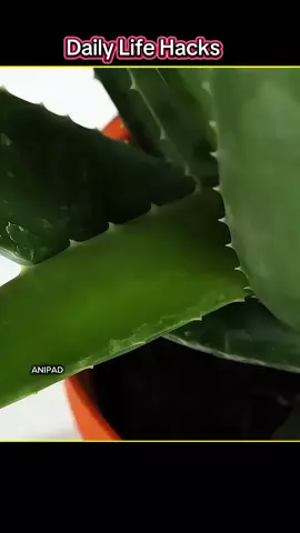 Genius Aloe Vera Hacks You Never Knew The Last One Is the GOLD! Daily life hacks you must know Share what your ideal job looks like chores at home types of business to start How To Clean And Take Care Of House Household daily use 100 life hacks Business videos Share what your ideal job looks like cleaning hacks for lazy people Daily Lifestyle non aesthetic homes Why I love being a mom new business content idea Home tools viral motivational videos nail content trends work home Popular TikTok Mom and kids fun activities at home amazing hacks ideas at home activities Tips for growing your business videos to make by yourself work from home humor successful business women 10 nails 10 nail techs push up routine at home eco friendly product innovation ideas How to enjoy every moment easy pranks to do at home Daily activities small business motivation home hacks ideas hand care videos things to do at home by yourself trending business content ideas best apple alarms to wake up to work from home vibes fun experiments at home daily hacks business woman motivation Unknown Daily Life Hacks 100 years Working experience  || Daily Life Hacks || life hack #hacks #LifeHack #Lifestyle #unfreezemyacount #fyp 