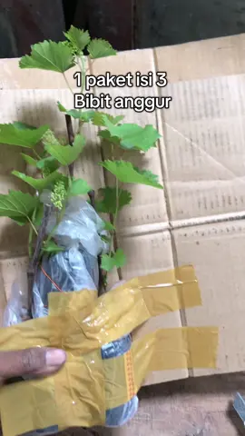 Yang mau bibit nya tersedia di keranjang kuning#promomakan1010 #bibit #bibittanaman #bibitanggur #anggurimport #bibitanam 