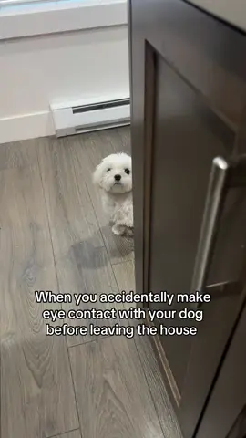 I’ll be back in 5 mins. I promise!!  #fyp #maltese #bestfriendsforever #dogsoftiktok #cutedogvideos 