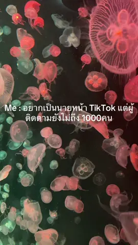 เอ็นดูช่องเล็กๆด้วยนะงับ🌟#เพื่อนช่วยเพื่อน #นายหน้าtiktokshop #ติมตามมาติดตามกลับ❤️ 