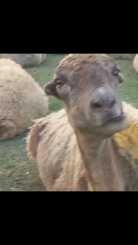 nahm nahm😂#🤣🤣🤣 #🤣🤣🤣 #gülməlivideolar😂😂😂😂güldünsə #gulmlivideo🤣 #kesfetteyiz 