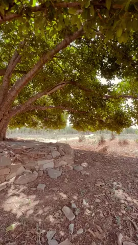 #Beautifull #video #explorepage #viral #tiktok 