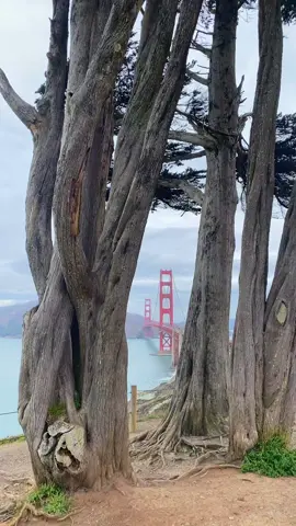 🌉 Through the trees, the Golden Gate feels like a scene from Rise of the Planet of the Apes.📷 #GoldenGateBridge #SanFranciscoVibes #RiseOfThePlanetOfTheApes #SanFrancisco  #CinematicTravel