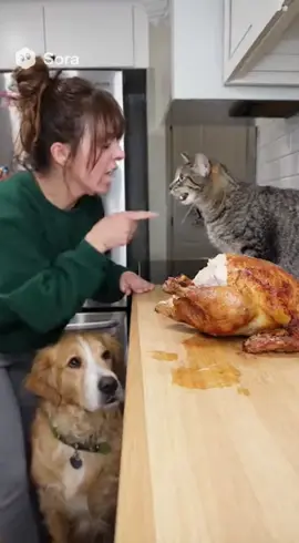 Part 1:  | Cat Yells at Owner and Blames Dog After Chicken Heist#cat #soraai #funnyanimal #ai