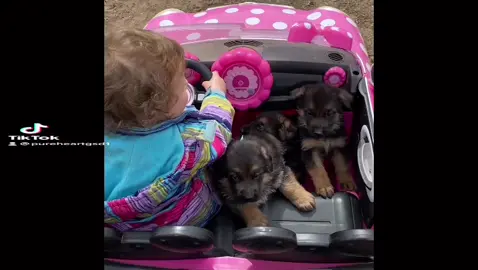 This little one was upset the puppies were headed home so she loaded them up to go to her house haha!!! 😂 #pureheartgermanshepherds #pureheartgsd #gsd #germanshepherds #gsdfamily                        . . .               