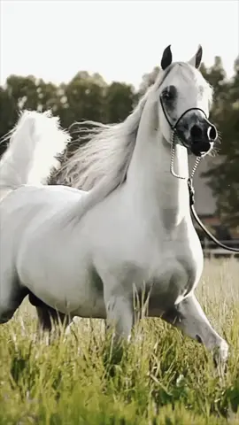 # عشق🤍الخي🤍لايننهي🐎