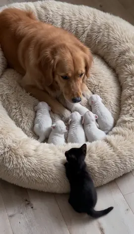 When You Just Want to Be Loved Too 🥺💞🐾