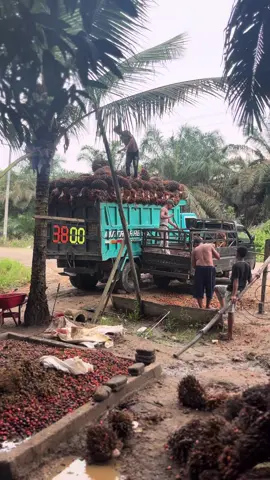 😔#fyp #kulisawit #sawitriau #fypppppp 