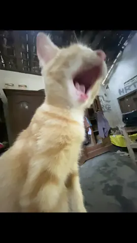 liarrr #liar #liar #liarliarsampekmodyar #fyp #foryou 