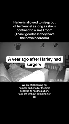 A year ago after Harley had surgery on her ear and had to wear a cone for 2 weeks… —— Dogs in cones, Dog bedroom, funny dogs