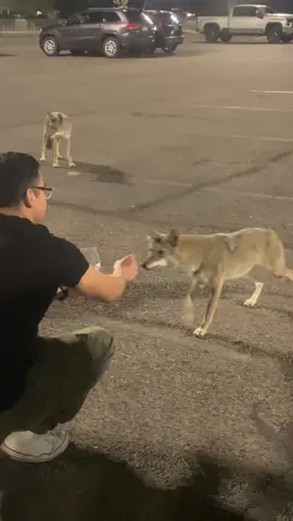 Alguien más los ha visto? Hay que estar llevándoles comidita nosotros pensamos en traer croquetas o bien comida ! #Tucson #coyotes #fyp #viral #nature 
