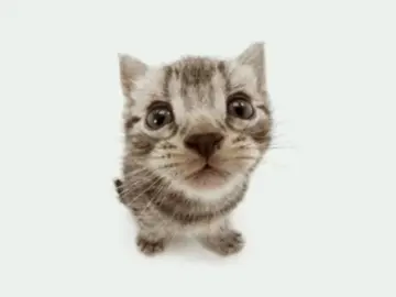 капсайз-я схавал опиаты. @тгк|Psihoz #капсайз #котята #кишлак #коля #кот 