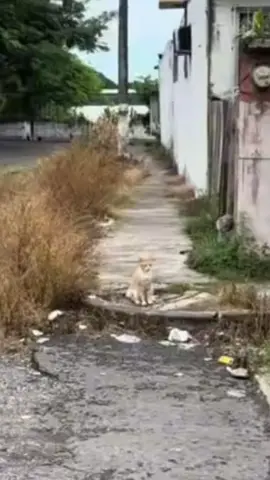 Yo cada vez que escucho este rolón de la Chocotorra!  #cachirula #beiby #gatostiktok 