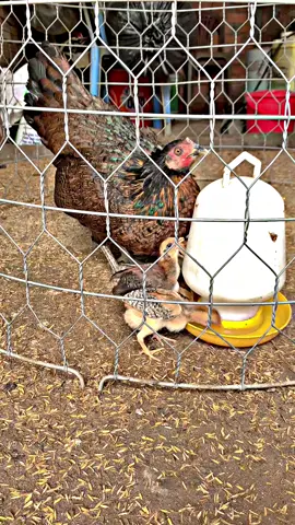 Gà cha thái rặc mẹ hatch pakistan,con xuống ổ đc 10 ngày tuổi #yeuthuongdongvat #hoanggiaanhfarm93 #gàchoivietnam🇻🇳 #gàđá #follow 