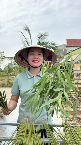 Nhang Khuynh Diệp hương thơm tươi mới, thanh mát #nhang #nhangsach #khuynhdiep #tramhuong #nhangtram 