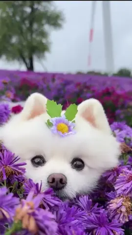 Cute #dog #cute #xuhuong #tiktokviral #trending 