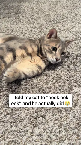 tbf it’s more like a quak but isn’t that the purpose of eek eek eek for cats to sound like their prey? 