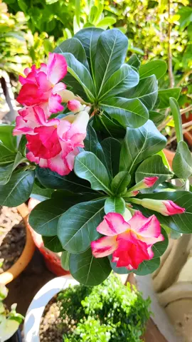 adenium flower🌷🪴 #chitwan #fyp 