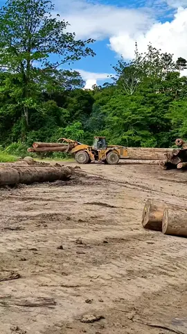 #pejuangrupiah #drivermuda #perusahankayukalimantan #holingkalimantan 