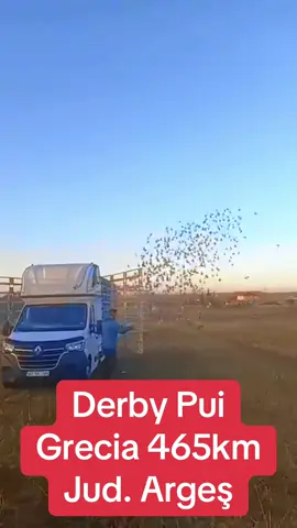 Derby Pui, 465km Grecia. Asociația Argeş #porumbei #pericolloft #arges #grecia #racingpigeons 