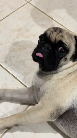 Viendo películas de horror. #pubglover #pug #amigofiel 