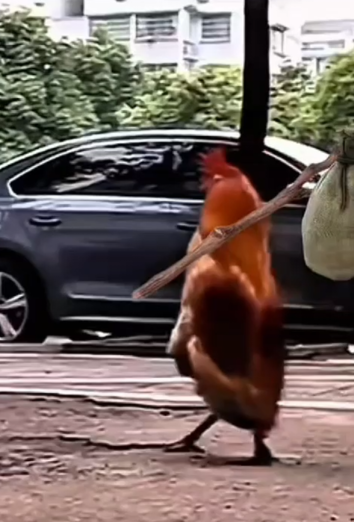 perfectamente seria yo  #pepeelpollo✌🐓 #sinpreocupaciones #no #pepelpollo🏄‍♂️ #edit 