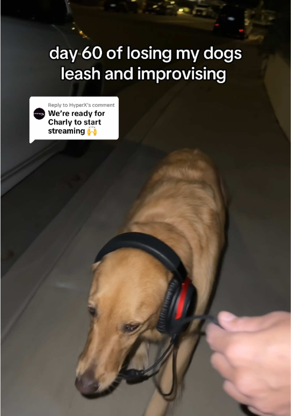 Replying to @HyperX spam paws in the chat!!!  🐾🎧✨  #goldenretriever #dog #walk #headphones #fortnite 