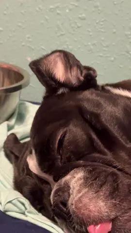 😴😴😴 #englishbulldog #bulldog #dog #fyp #dogsoftiktok 