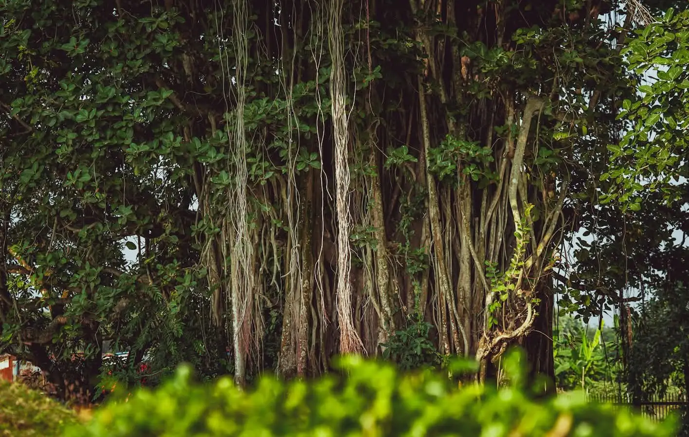 The more you accept herbs, the more you accept nature.