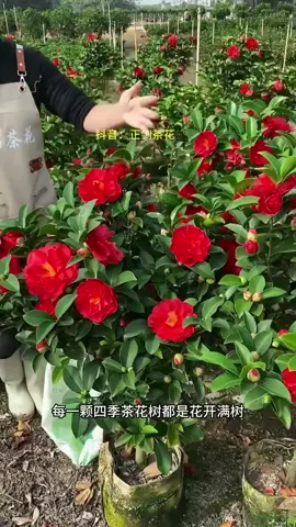 Hoa trà tứ quý hoa bốn mùa sưu tầm LH em @879511868 #hoatramy #caycanh #quynhhuonggarden #xuhuong