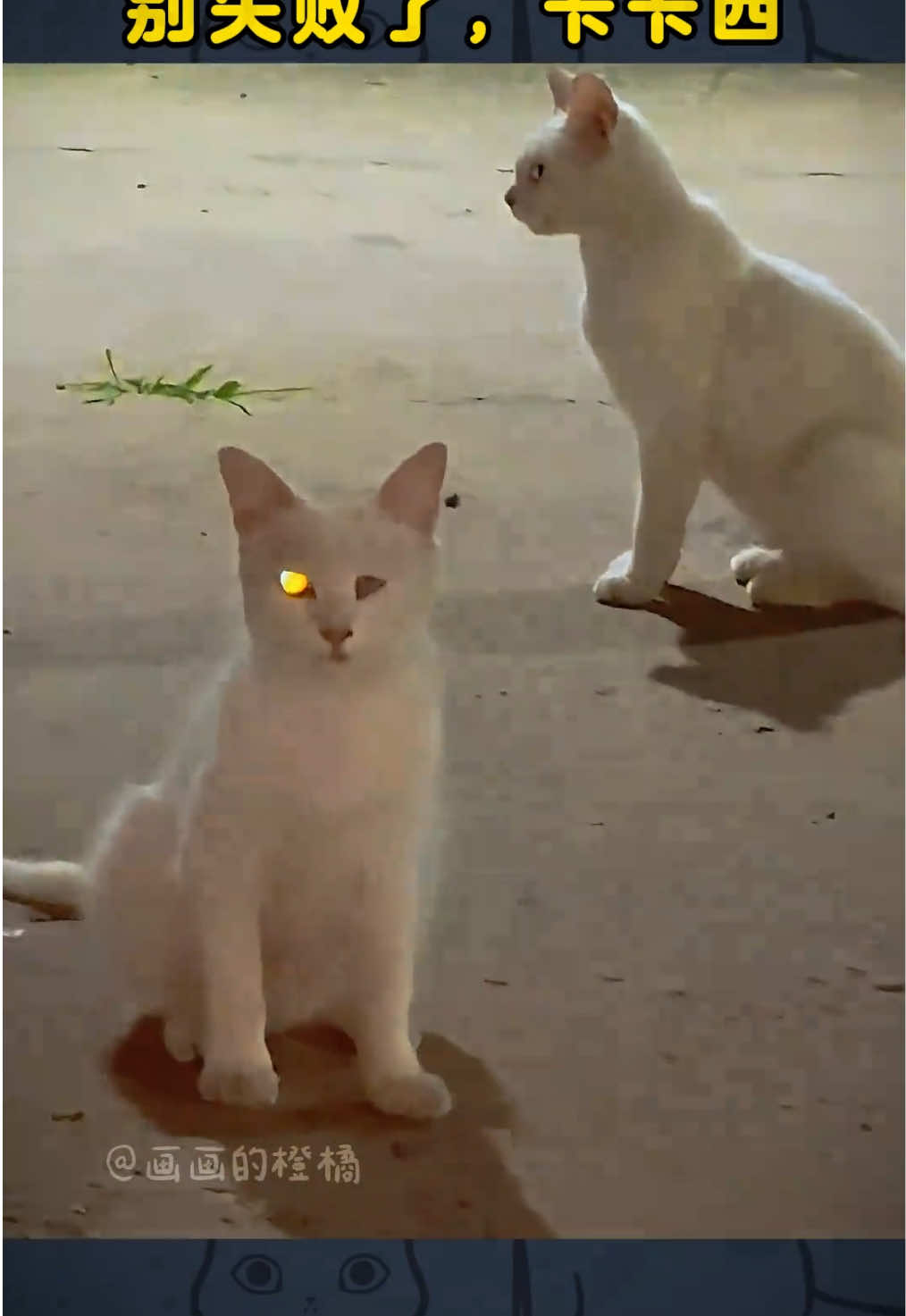 #cat #naruto 