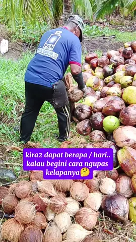 coba prediksi sehari beliau dapat berapa biji perhari😁 #ngupaskelapa 