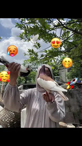 wayahe bolo #masukberandafyp #merpatikolong #fyp #merpatilovers #asik 