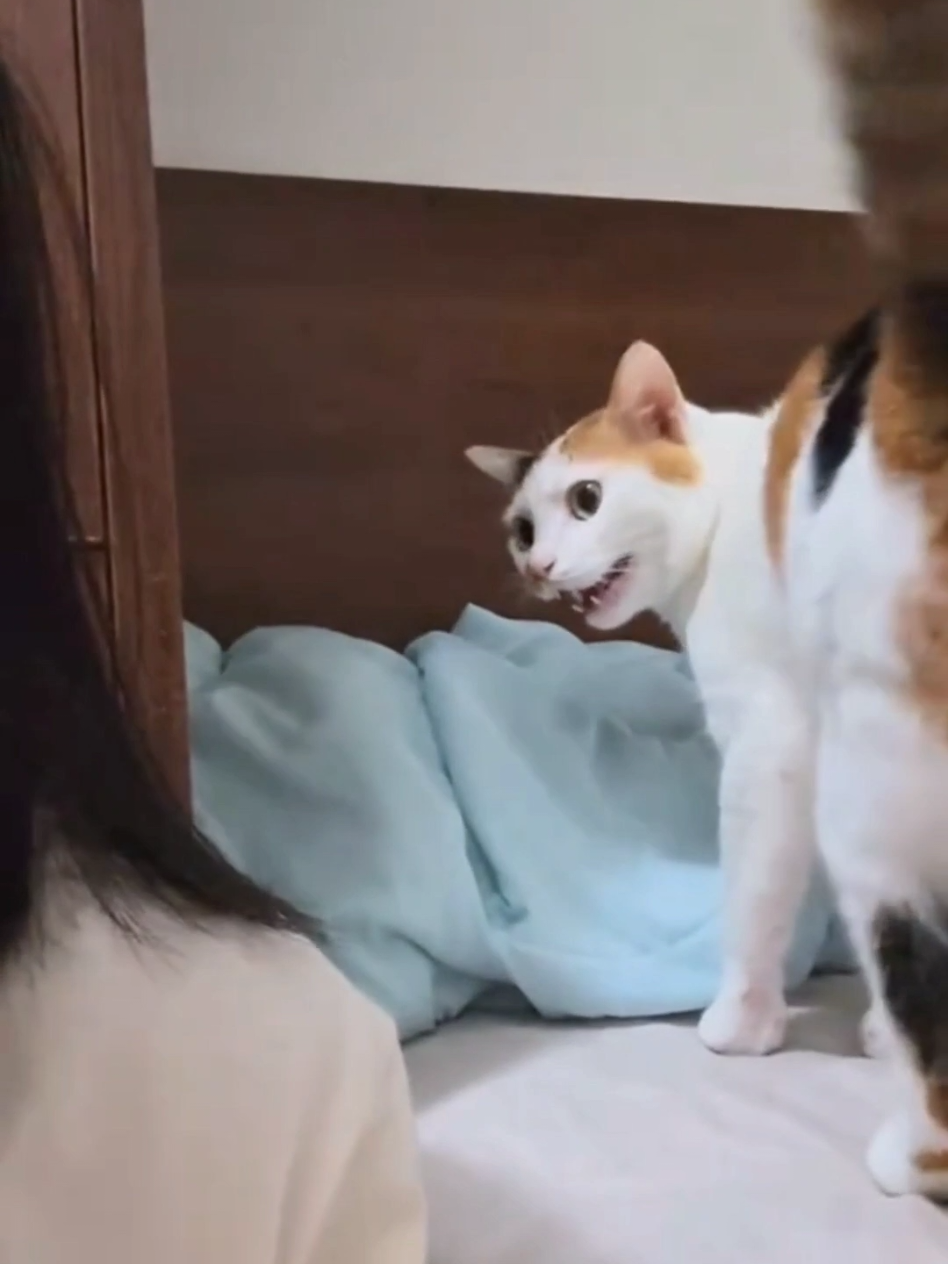 #cat #cute #catvideo #cutecat #funny 