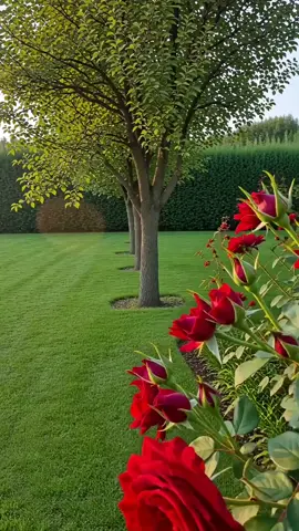 #sahoura👑🧿  #بقطفلك_بس_هالمرة_فنجان_قهوة_وفيروز🌹#صباحكم_سعادة_لاتنتهي🕊🎼🥀#💫_______💫🎗________💫 