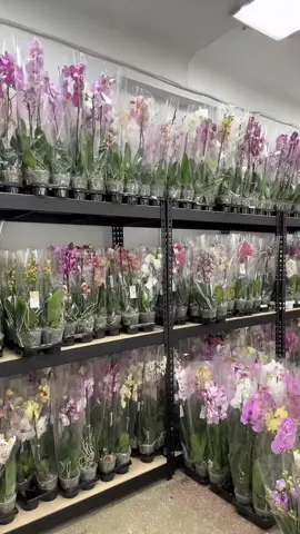 Для замовлення перейдіть за посиланням у шапці профілю 👆 🌸 Фаленопсис Cadillac — яскравий, елегантний і розкішний, як його назва. Великі квіти насиченого рожево-фіолетового відтінку з блиском і глибоким тоном — справжній акцент у будь-якій колекції. 🦋 Фаленопсис Недосказані історії (метелик) — загадковий і ніжний. Пелюстки з малюнком у формі метелика, ніби несуть власну історію кожного цвітіння. Дуже ефектний сорт, який легко закохує з першого погляду 💜 💧 Сильне коріння 🌿 Гарна адаптація ✨ Тривале цвітіння #орхідеї #фаленопсис #Cadillac     #tiktoklive #livehighlights 