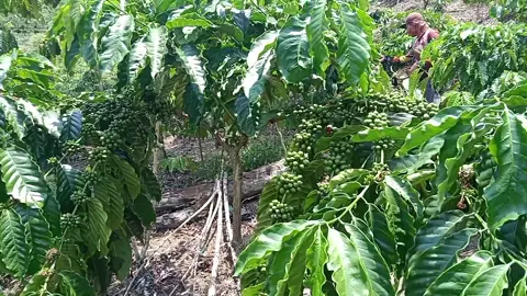 #ArsadKobraMusim2026