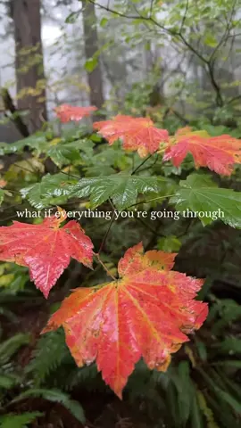 Everything happens for a reason … the good, the bad… it’s all leading us to where we’re meant to be 🌿🫶🏼 #nature #naturetherapy #slowmotion #forest