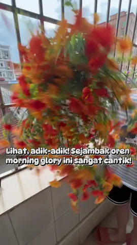 Setiap kemuliaan pagi buatan mempunyai pelbagai kegunaan.！！！#bungatiruancantik #bunga #morningglory #bungacantik🌻🌼🌹 #bungacantik 