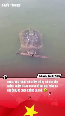 Đang lang thang hồ gương thì cụ hồ ngoi lên thấy ngậm thanh kiếm, có khả năng nào mình là người được chọn không cả nhà? #1phut #1phutnews #tiktoknews 