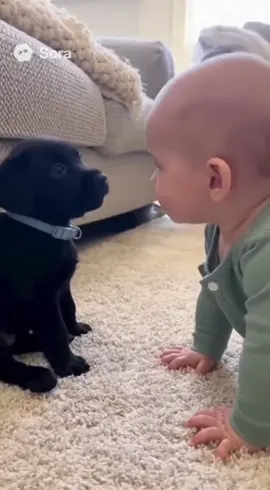 A secret just between the two of us.🐶👶　#dog #baby #puppy 