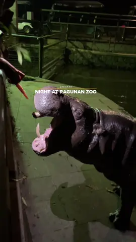 Night at Ragunan Zoo‼️ Seru bangeet bisa lihat hippo sedekat ini. Tonton review lengkap dan tips penting sebelum datang ke Wisata Ragunan malam hari di Youtube Channel Jalan Jalan ID. #fyp #ragunan #nightatragunan #ragunanmalamhari #ragunanzoo 