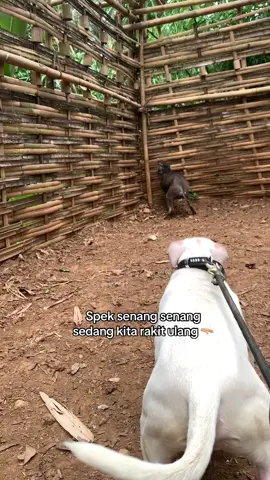 Dah kaya liat nasi bungkus 😄. . #dogsoftiktok #dog #porbi50kota #porbimarenten #bujangminang #teriel #bulldog 