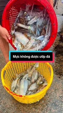 Cận cảnh mực từ sống tới cấp đông và thưởng thức #phuquoc #haisan 