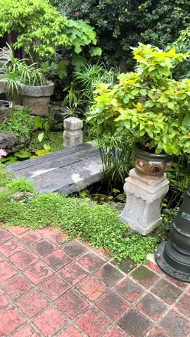 A zai sứ nghệ